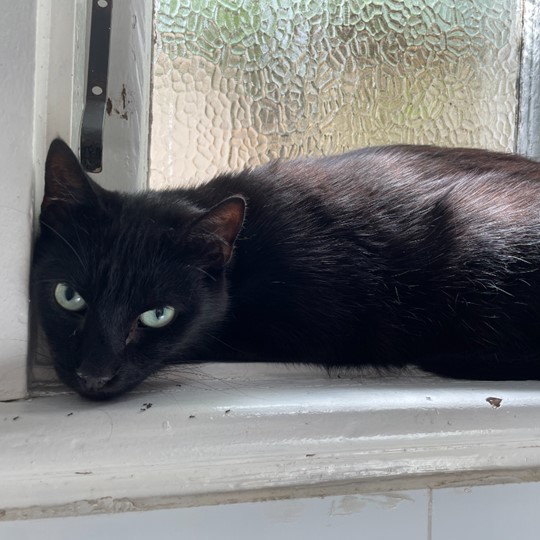 Ottis cat lost 21 jan